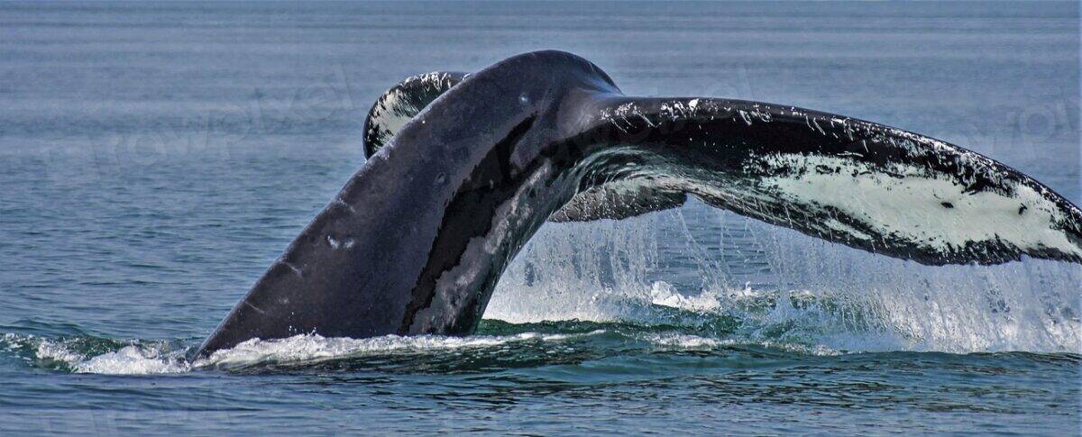 3. Whale