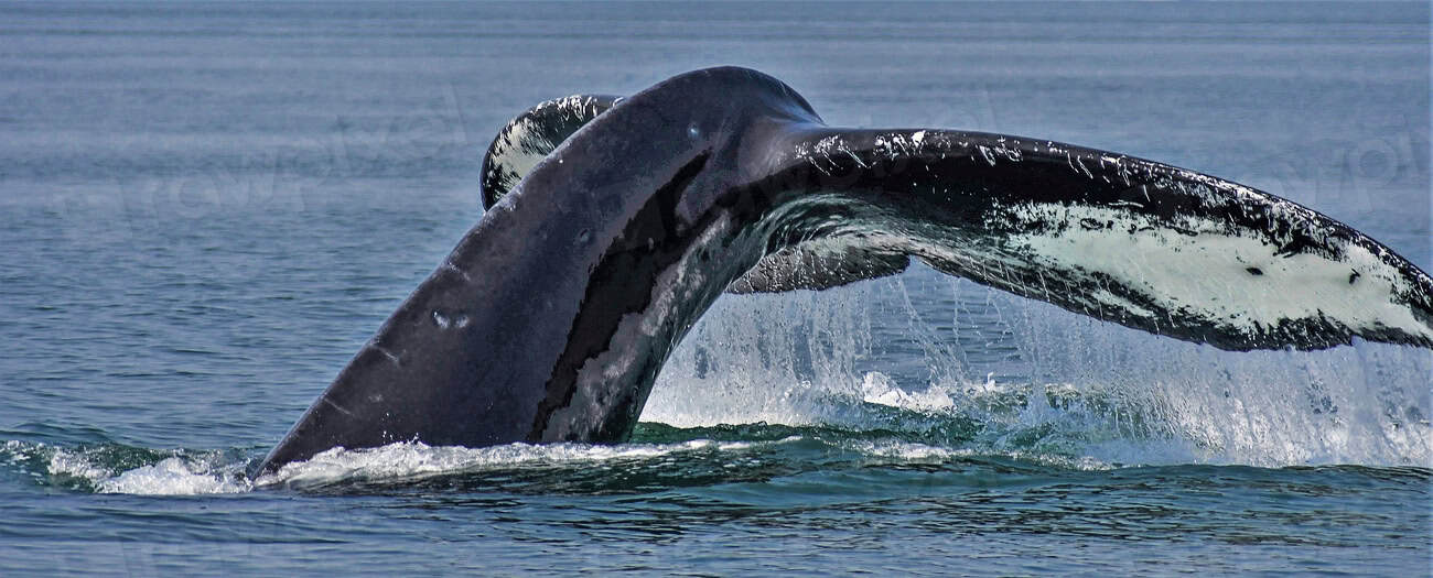 3. Whale (image credits: rawpixel)