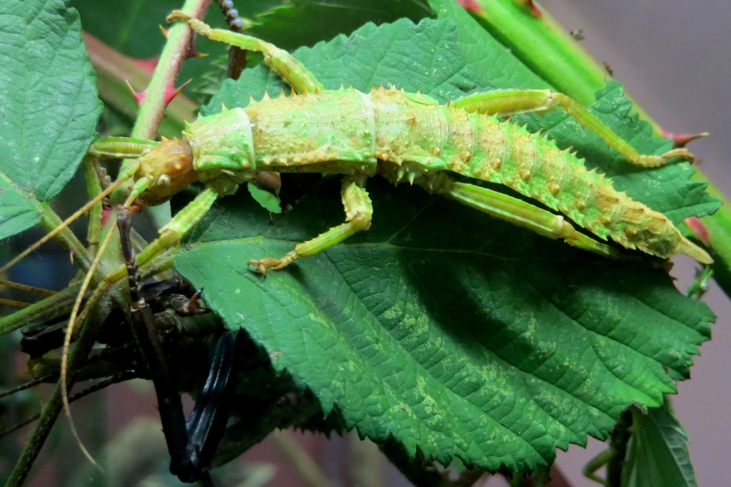 2 Leaf Insect (image credits: rawpixel)