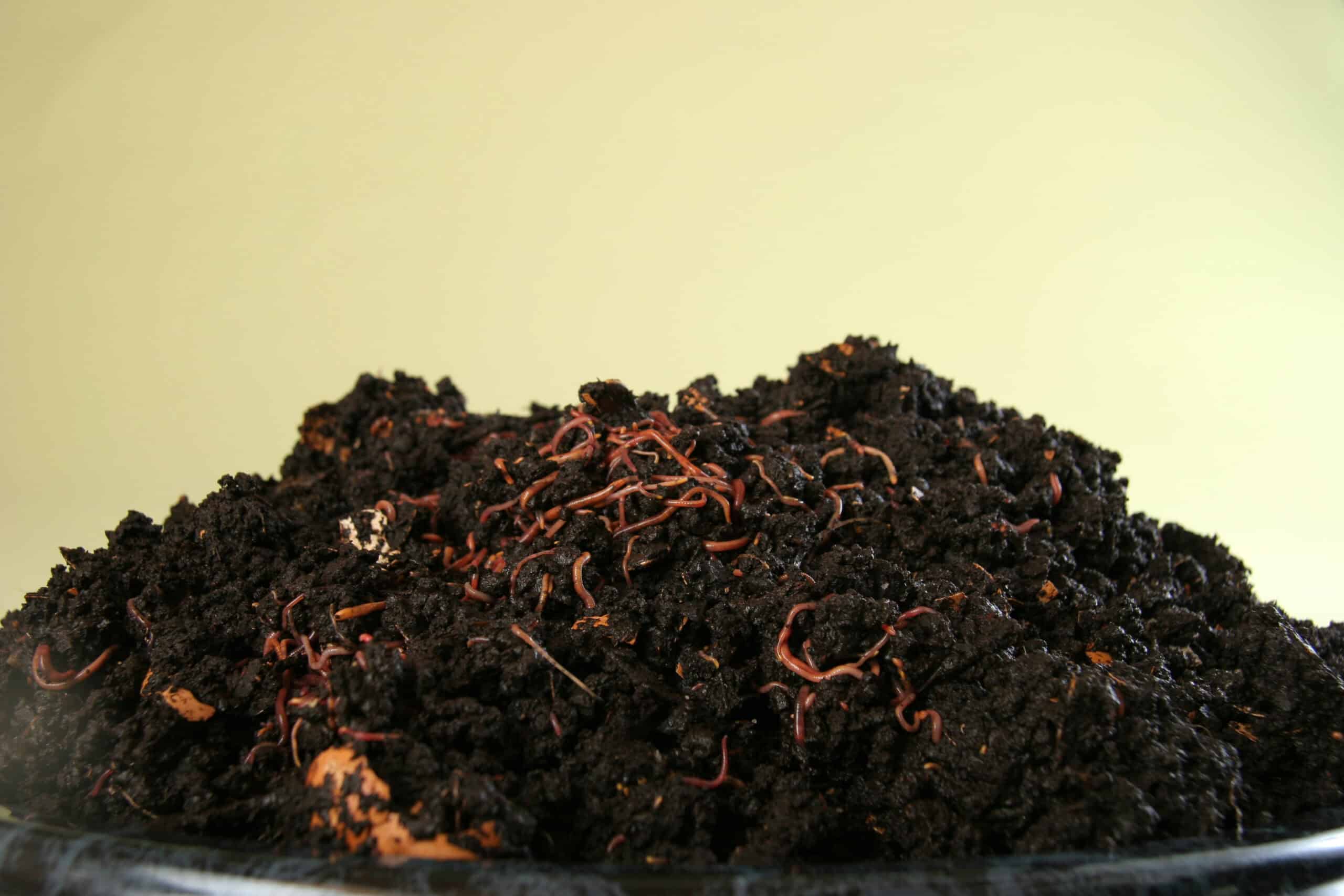 6. Earthworms (image credits: wikimedia)
