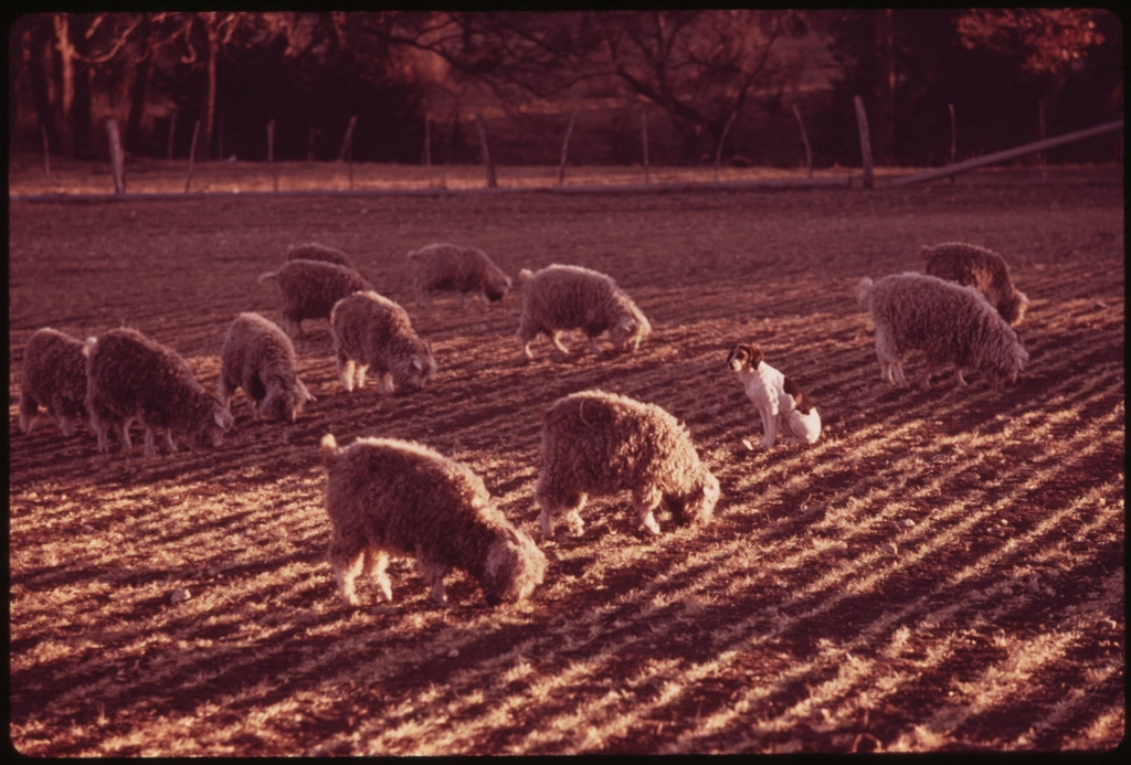 4. Texas (image credits: rawpixel)