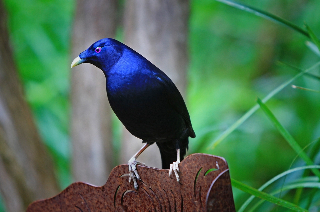14. Bowerbird’s Collection Obsession