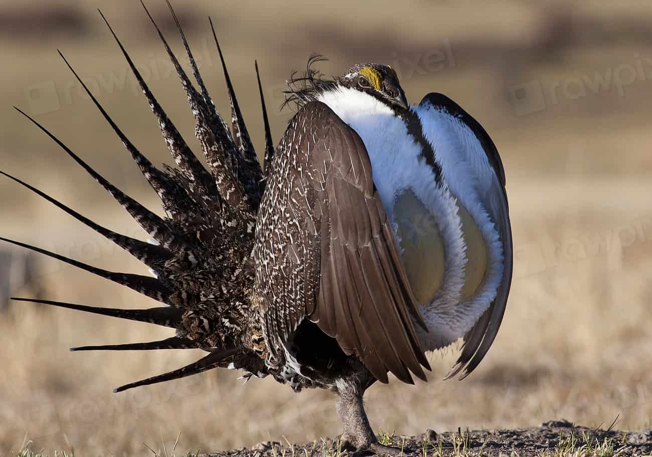 7. Sage Grouse’s Booming Battle (image credits: rawpixel)