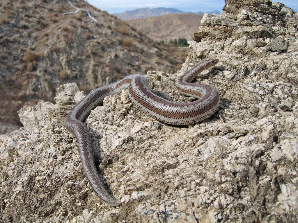 9. Rosy Boa (image credits: rawpixel)