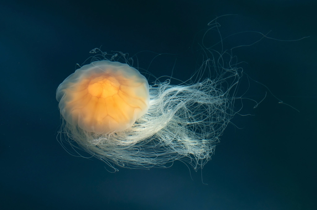 5. Jellyfish