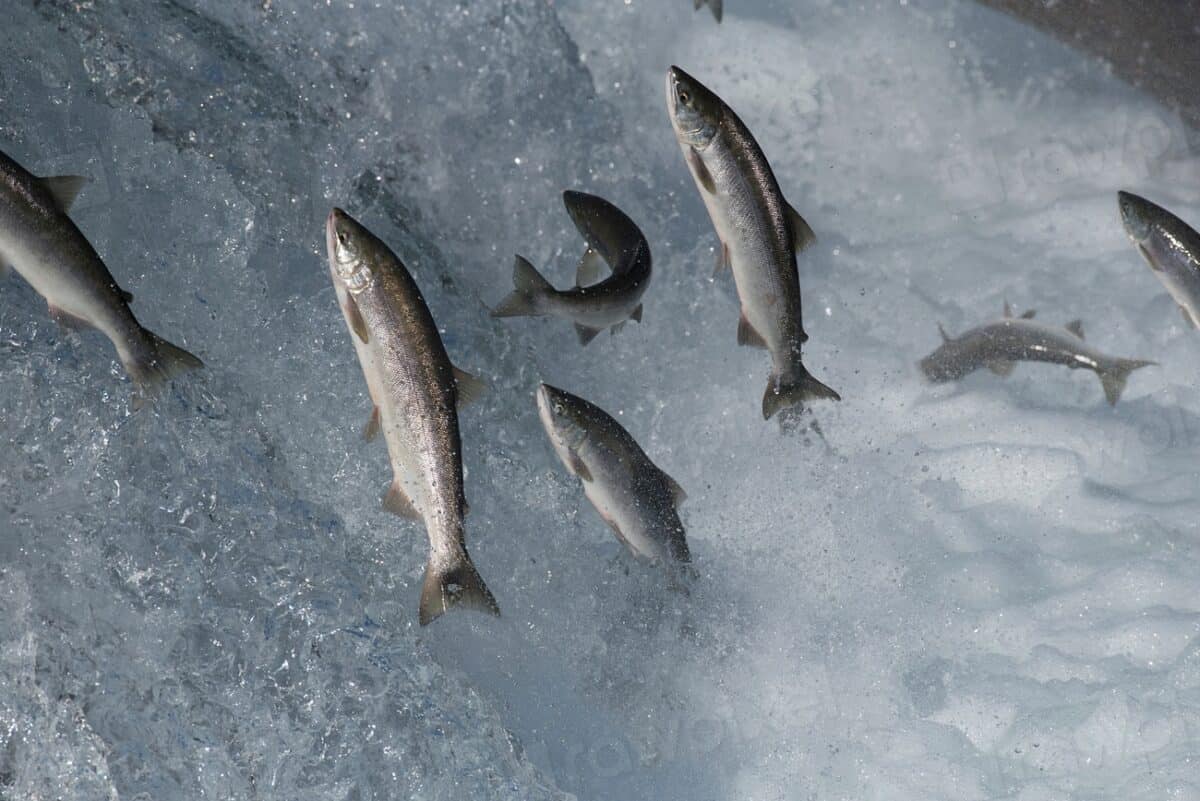 10. Salmon Leap Up Waterfalls to Reach Their Birthplace