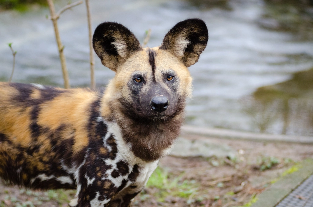 8. African Wild Dogs (image credits: rawpixel)