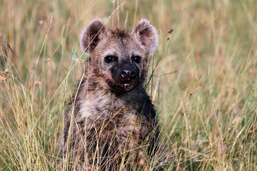 6. Spotted Hyenas (image credits: rawpixel)