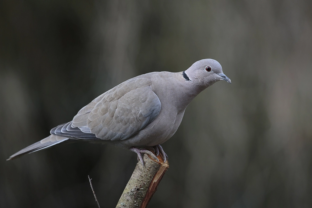 14 Mourning Dove