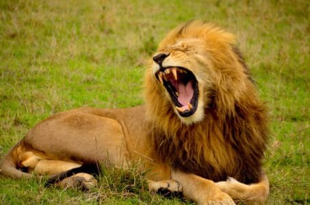 Best Countries for Spotting Rare Big Cats in the Wild