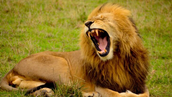 Best Countries for Spotting Rare Big Cats in the Wild