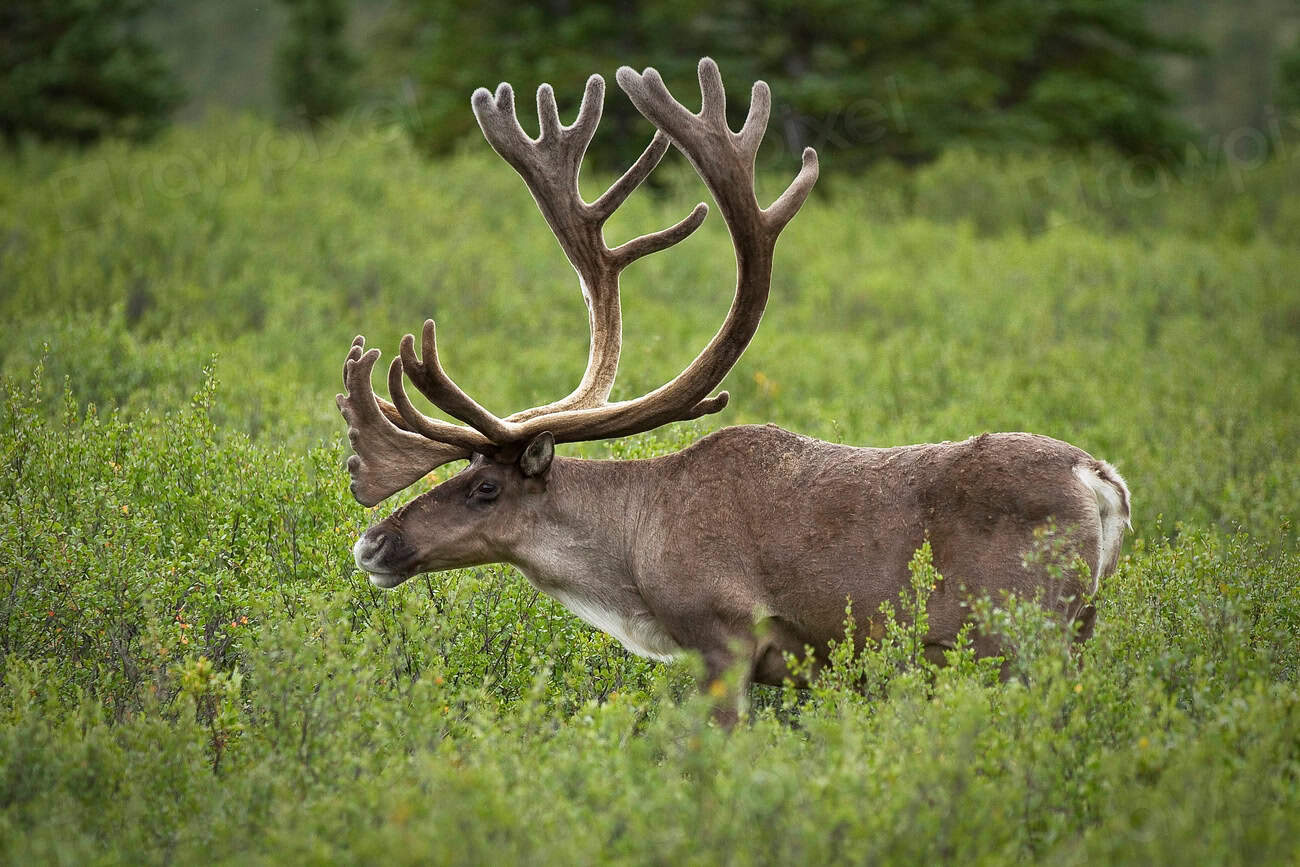 5. Caribou (image credits: rawpixel)