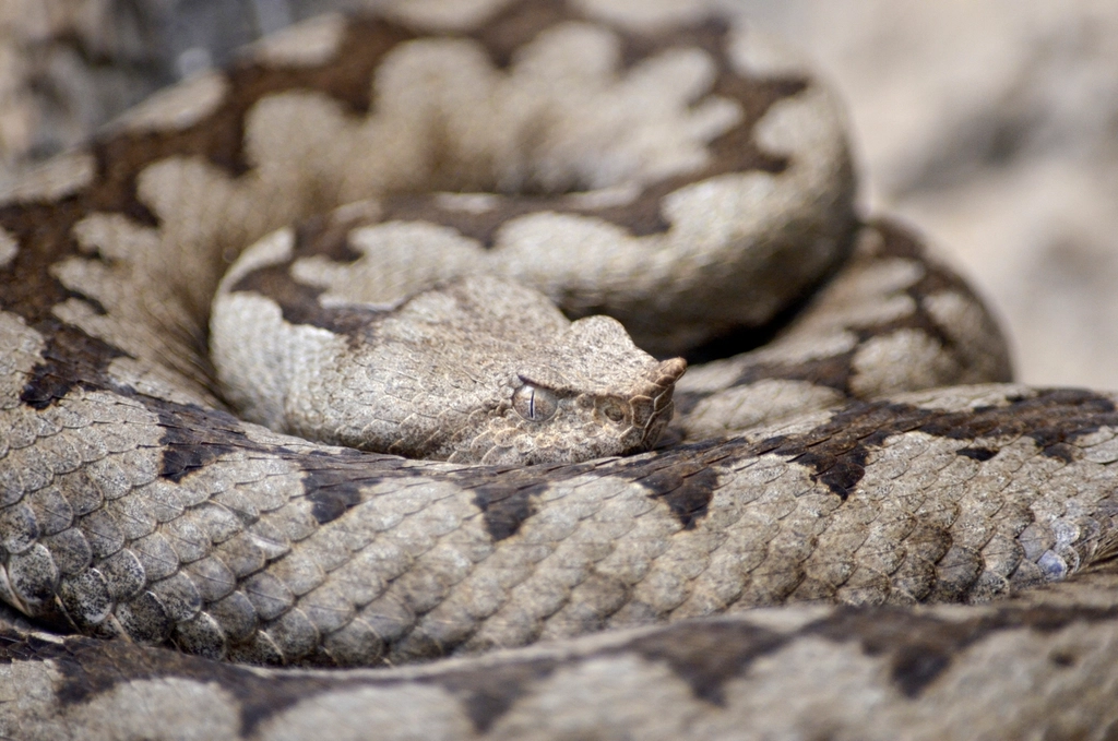 5. Desert Horned Viper (image credits: rawpixel)