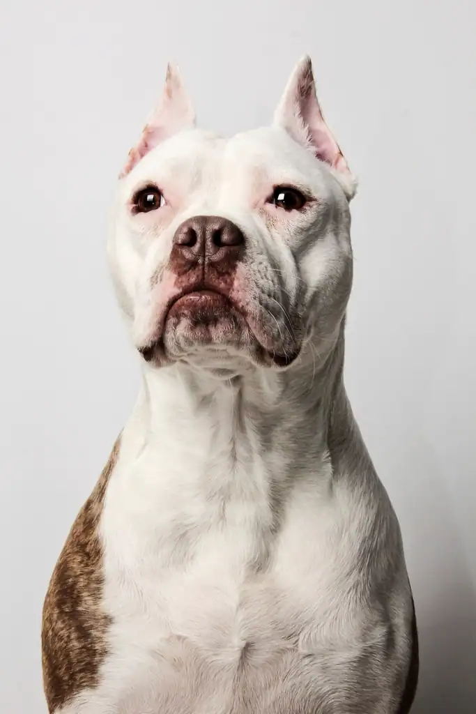 8. American Pit Bull Terrier (image credits: rawpixel)