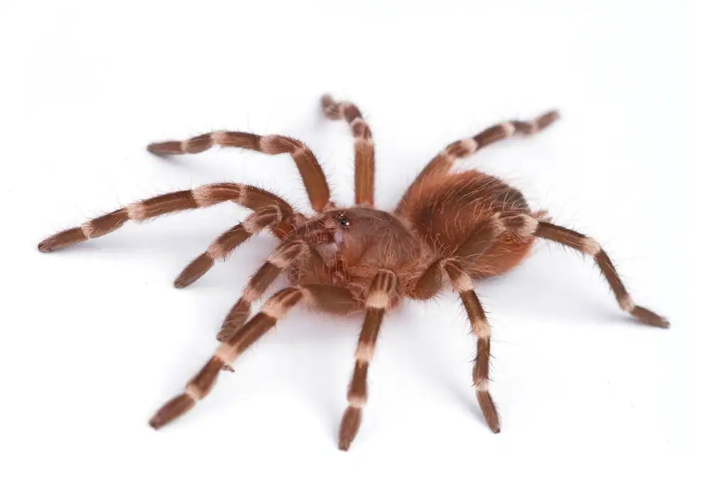 6 Tarantulas (image credits: rawpixel)