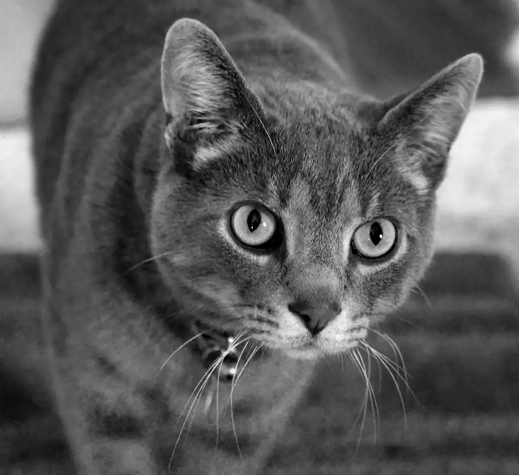 3 Bright and Alert Eyes (image credits: rawpixel)
