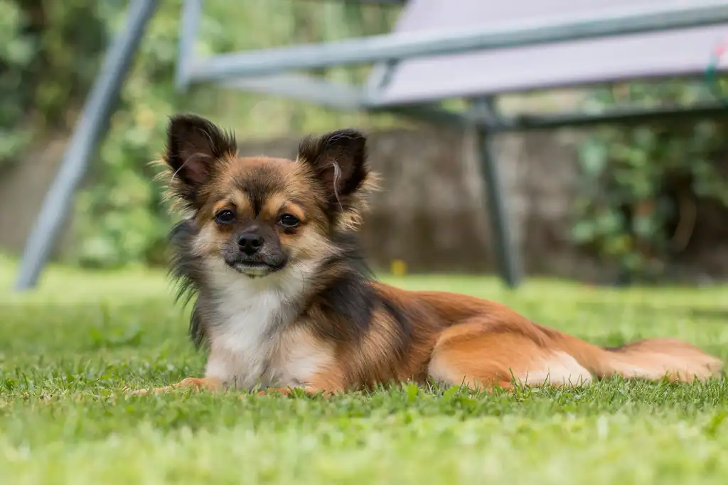8. Papillon (image credits: rawpixel)
