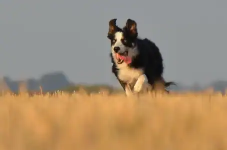 10 Dogs That Love the Beach And 2 That Hate the Sand