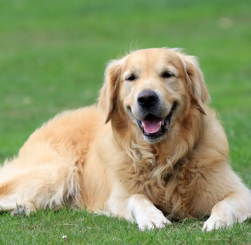 15. Golden Retriever