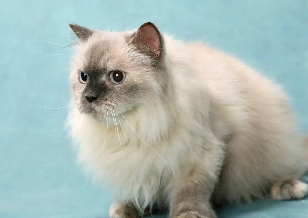 11. Turkish Van (image credits: rawpixel)