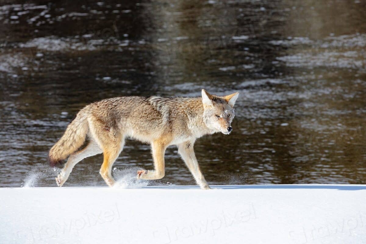 2 Urban Coyotes Live Differently From Their Wild Cousins
