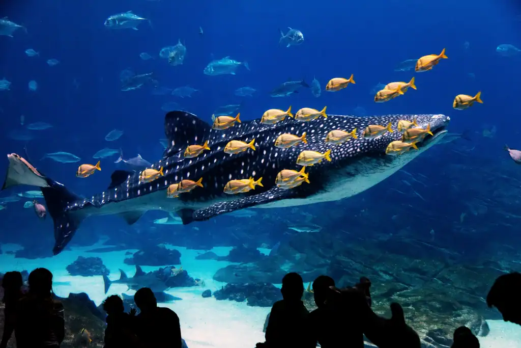 7. Some Whales Eat Up to 4 Tons of Food a Day (image credits: rawpixel)
