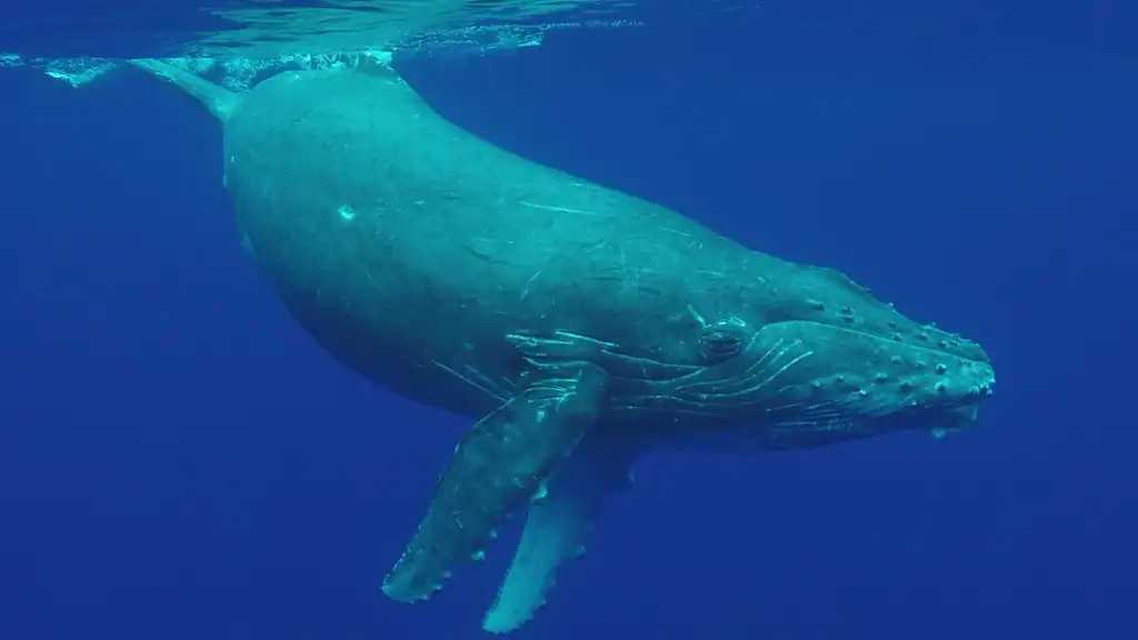 6. Whales Help Fight Climate Change