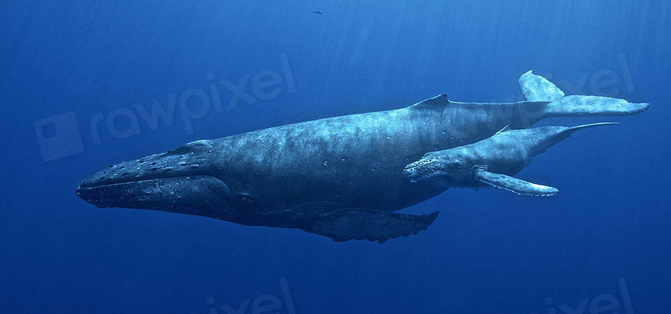 4. Whales Can Dive Deeper Than Most Submarines