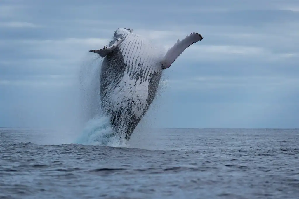 3. Whales are Found in Every Ocean on Earth