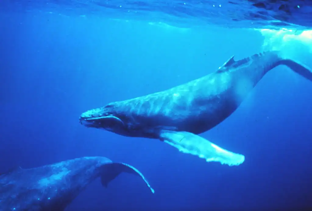 2. Whales Have Unique “Voices” Like a Fingerprint (image credits: rawpixel)