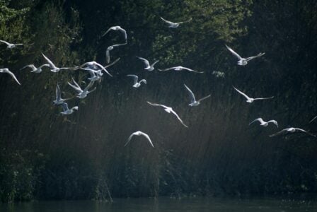 Why Birds Flock to Botanical Gardens — And How to Spot Them