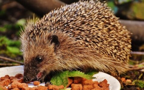 Why You Should Never Feed Wild Animals &mdash; Even If They Seem Friendly