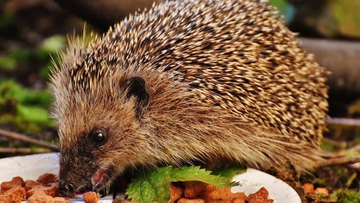 Why You Should Never Feed Wild Animals — Even If They Seem Friendly