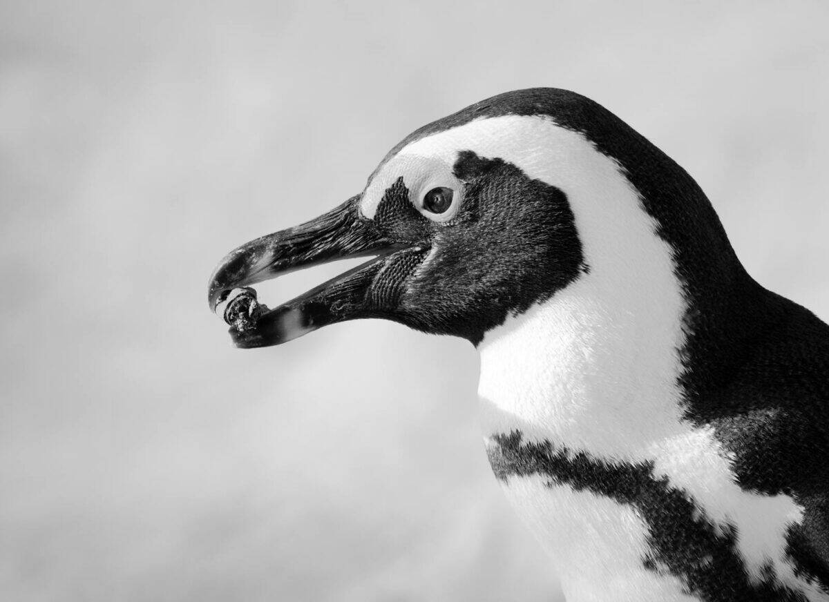 Black and white close-up of an African penguin (Spheniscus demersus).
