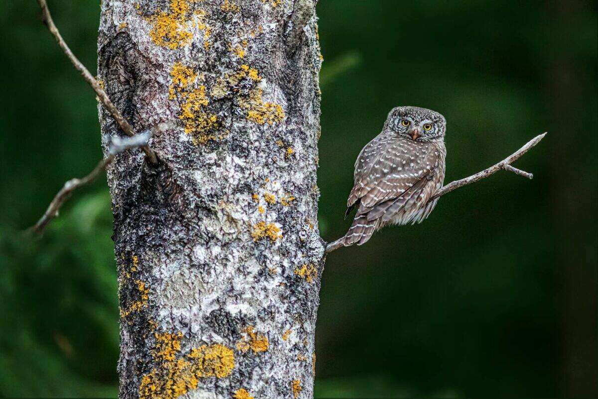 A Eurasian Pygmy Owl perched on a branch, blending into the woodland environment.