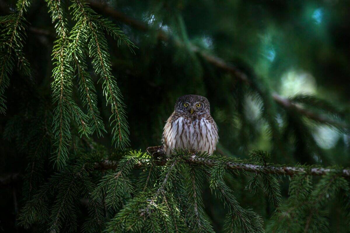 Eurasian pygmy owl perched on fir tree branch in dense forest, showcasing wildlife in natural habitat.