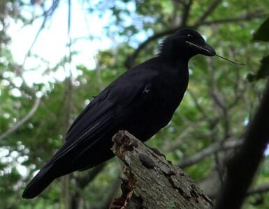 This Bird Can Solve Puzzles Faster Than a Human Toddler