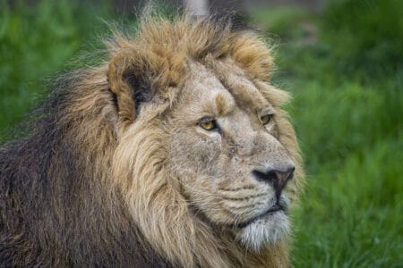 How Gujarat&rsquo;s Lions Grew by 32% in Just 5 Years in a Roaring Recovery