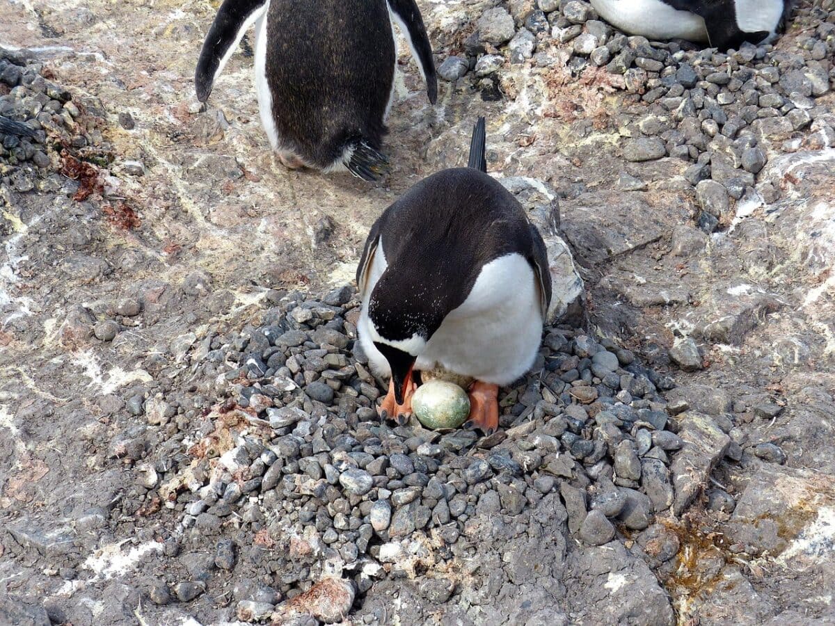 antarctica, penguin, shetlands, egg, nest, pebbles, nature, wildlife, animal, polar, gray egg, gray eggs, antarctica, antarctica, antarctica, antarctica, antarctica, penguin, penguin, penguin, nest