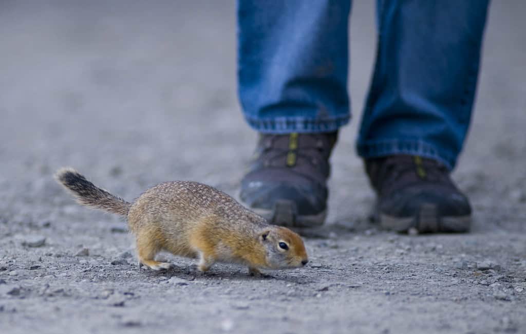 Arctic ground squirrel. 