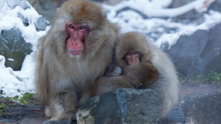 Why We Might Be Underestimating Animal Culture