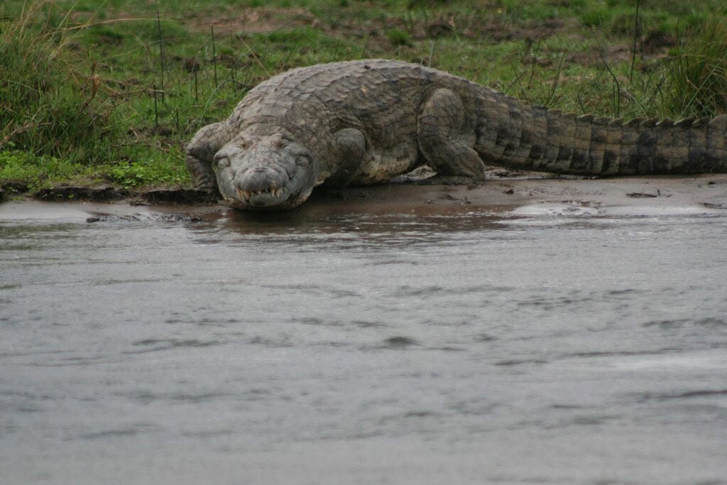 Crocodile