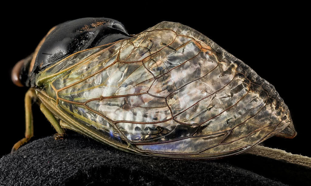 Cicada