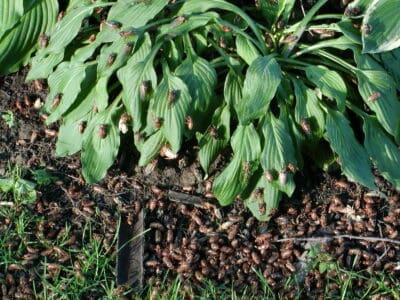 The Cicada Swarm That Emerged After 17 Years