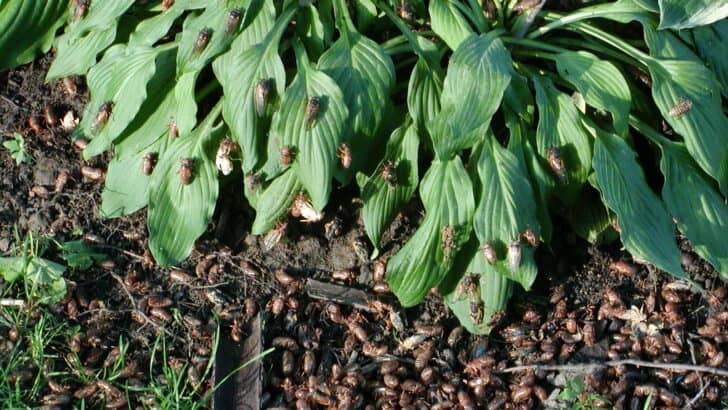 The Cicada Swarm That Emerged After 17 Years