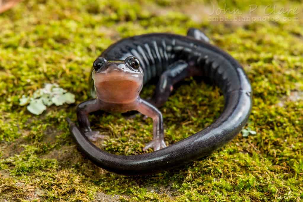 Lungless salamander