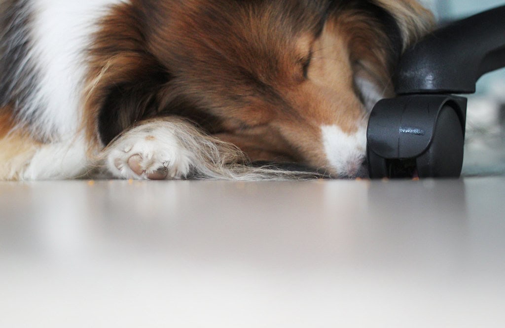 Dog sleeping