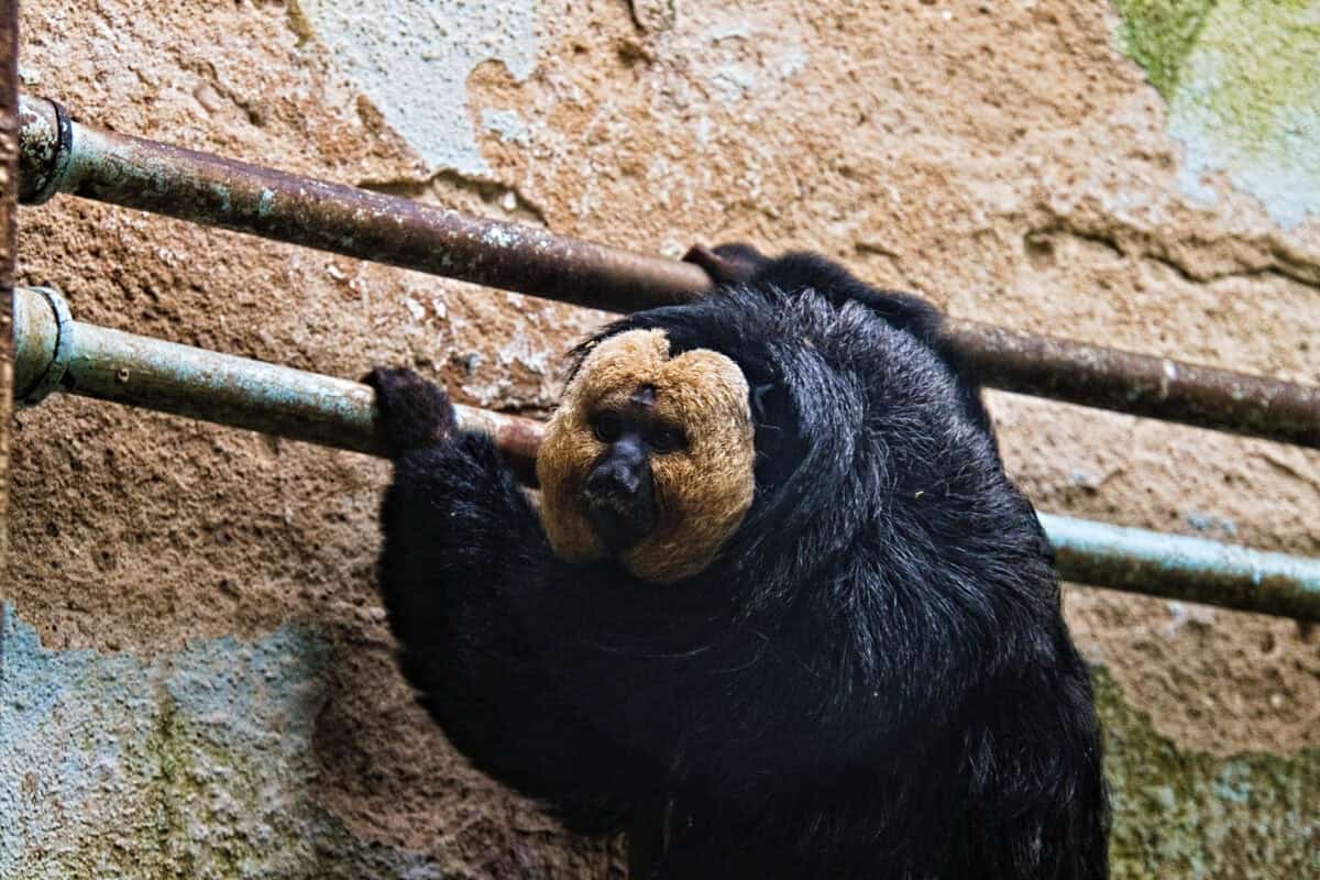 White-faced saki.