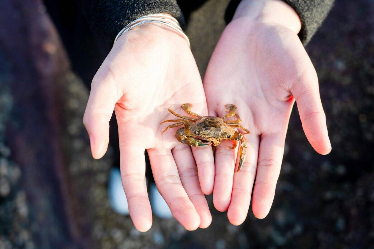 Close-up of a small crab held gently in both hands outdoors.