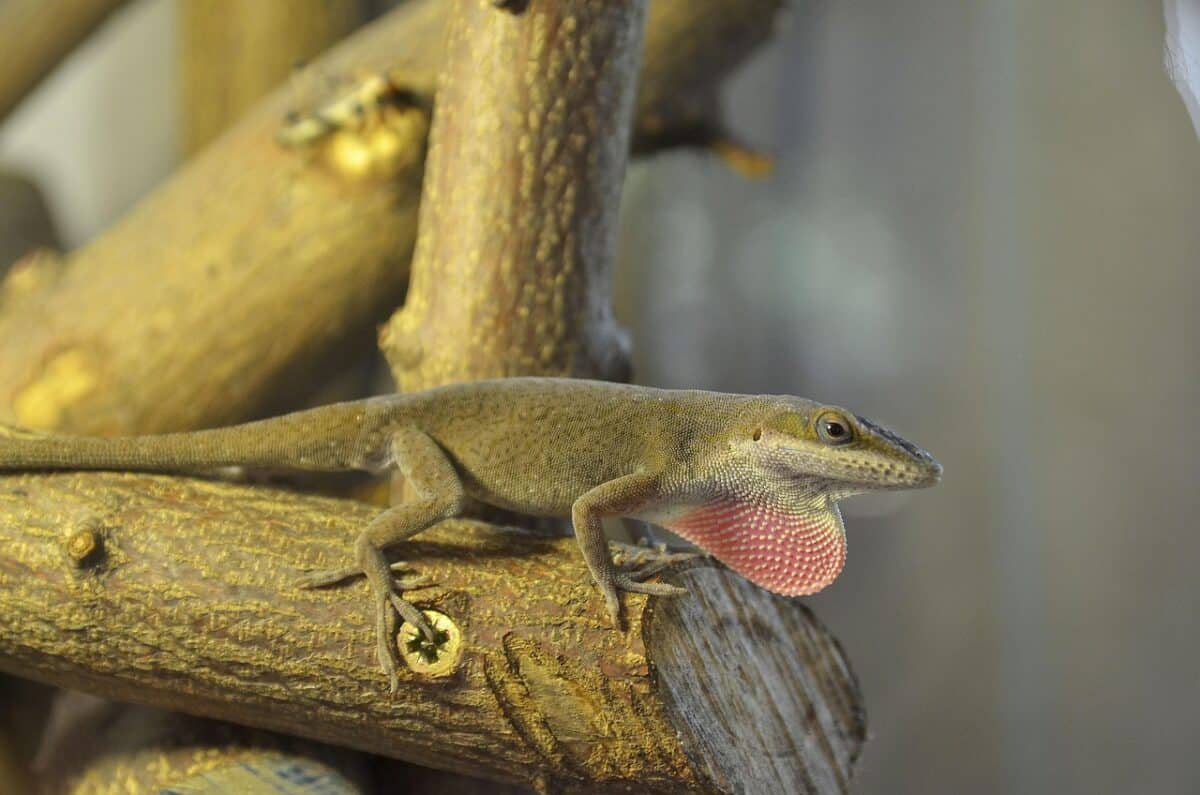 carolina anole, anolis, male, terrariums, anolis carolinensis, lizards, reptiles, lizard, animal, reptile, scaly, cold blooded animals, nature, exotic, tropical